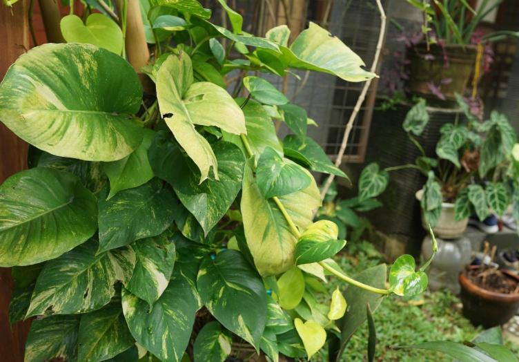 5 Tanaman Hias yang Tumbuh Vertikal, Solusi Buat Ruangan Mungil